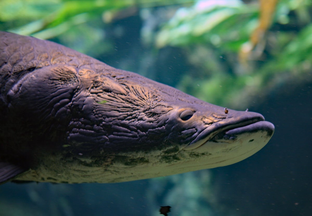 Huge Arapaima “River Monster” Predatory Fish Discovered in Florida Huge Arapaima “River Monster” Predatory Fish Discovered in Florida
