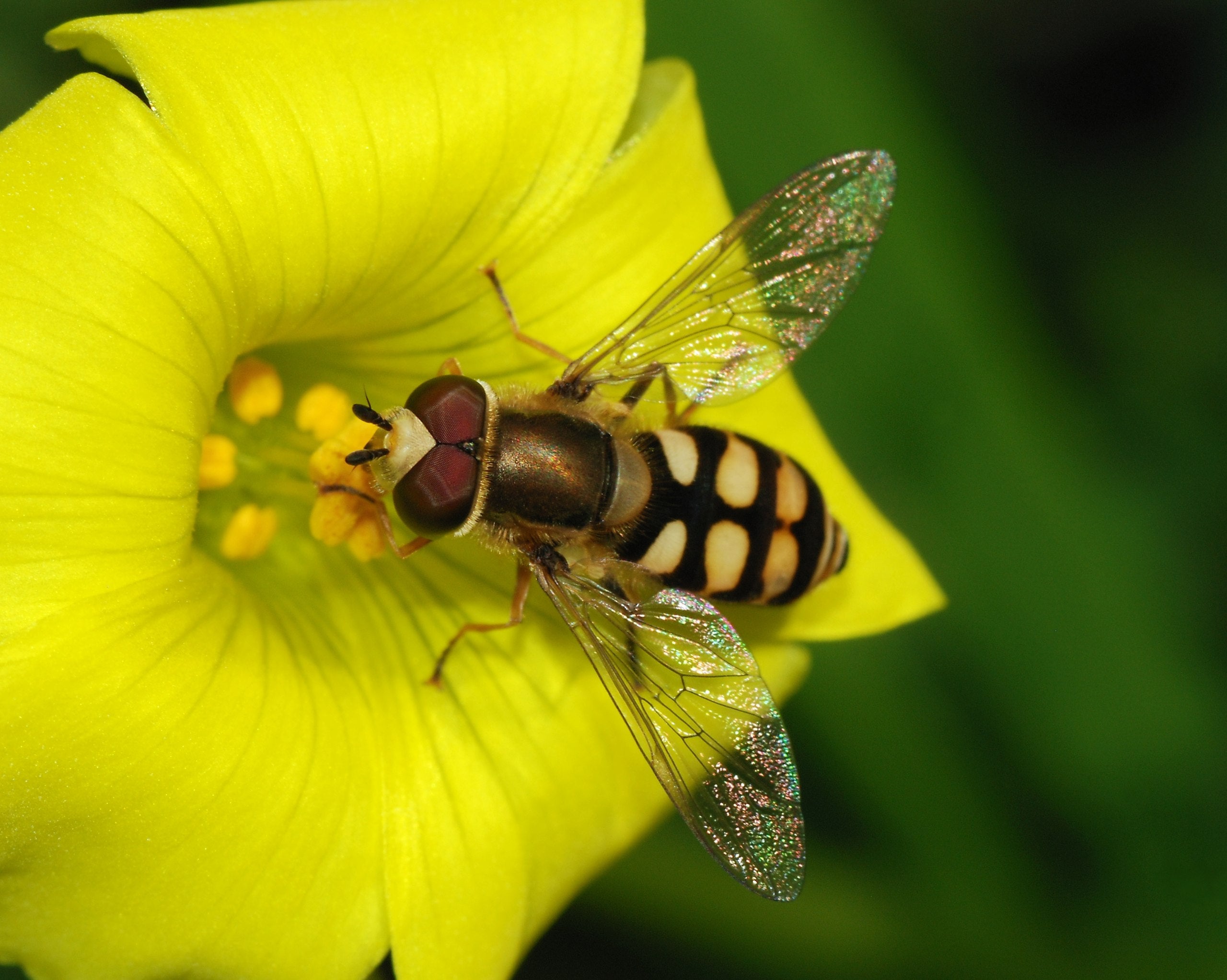 Cinema of the United States beneficial bugs