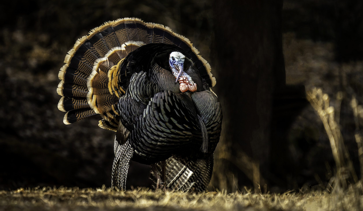 Big Game Brew Coffee Benefits the National Wild Turkey Federation Big Game Brew Coffee Benefits the National Wild Turkey Federation