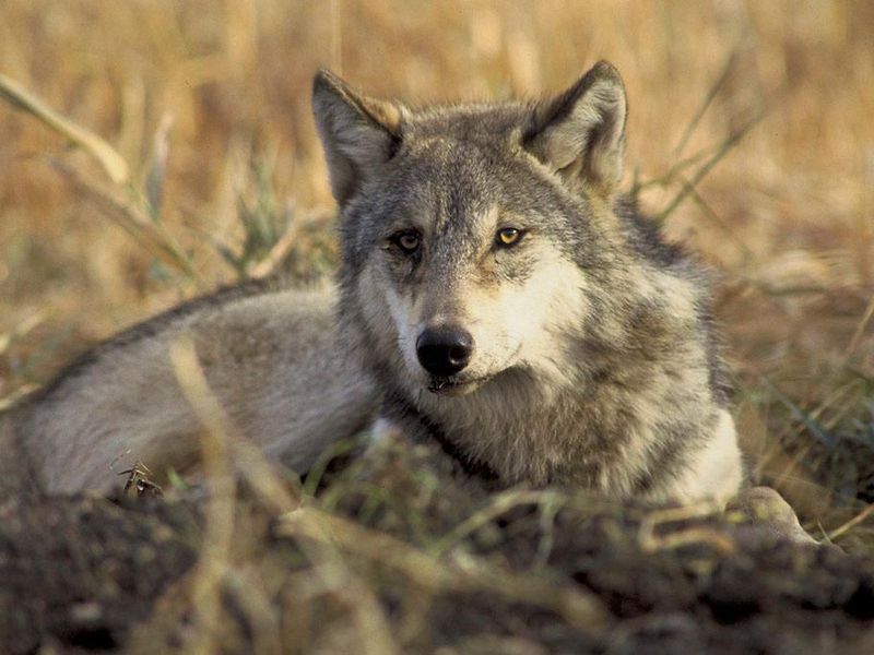 Wolves Were Over Hunted in Wisconsin During 2020