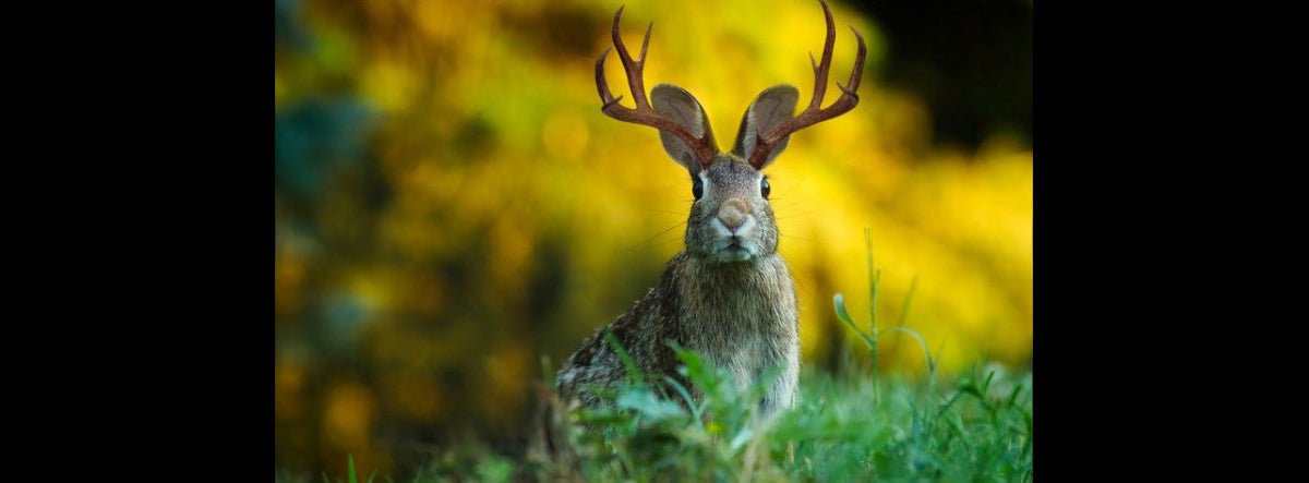 Jack Rabbit jackalope