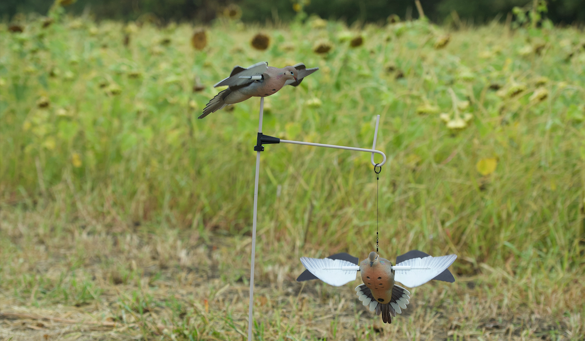 NEW from Avian-X – Introducing the PowerFlight Dove Decoy NEW from Avian-X – Introducing the PowerFlight Dove Decoy