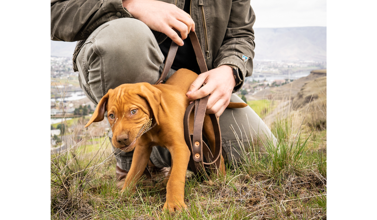 Galco's Dog Collar