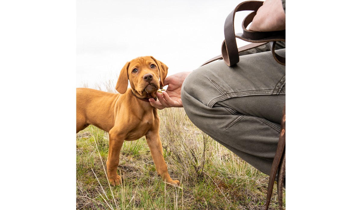 Galco's Dog Collar