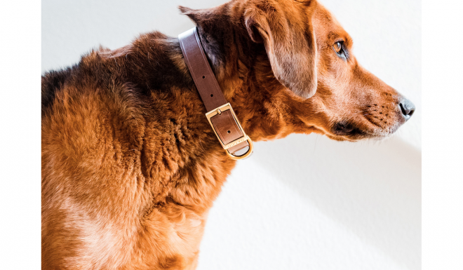 Style for Man’s Best Friend: Introducing Galco’s Dog Collar
