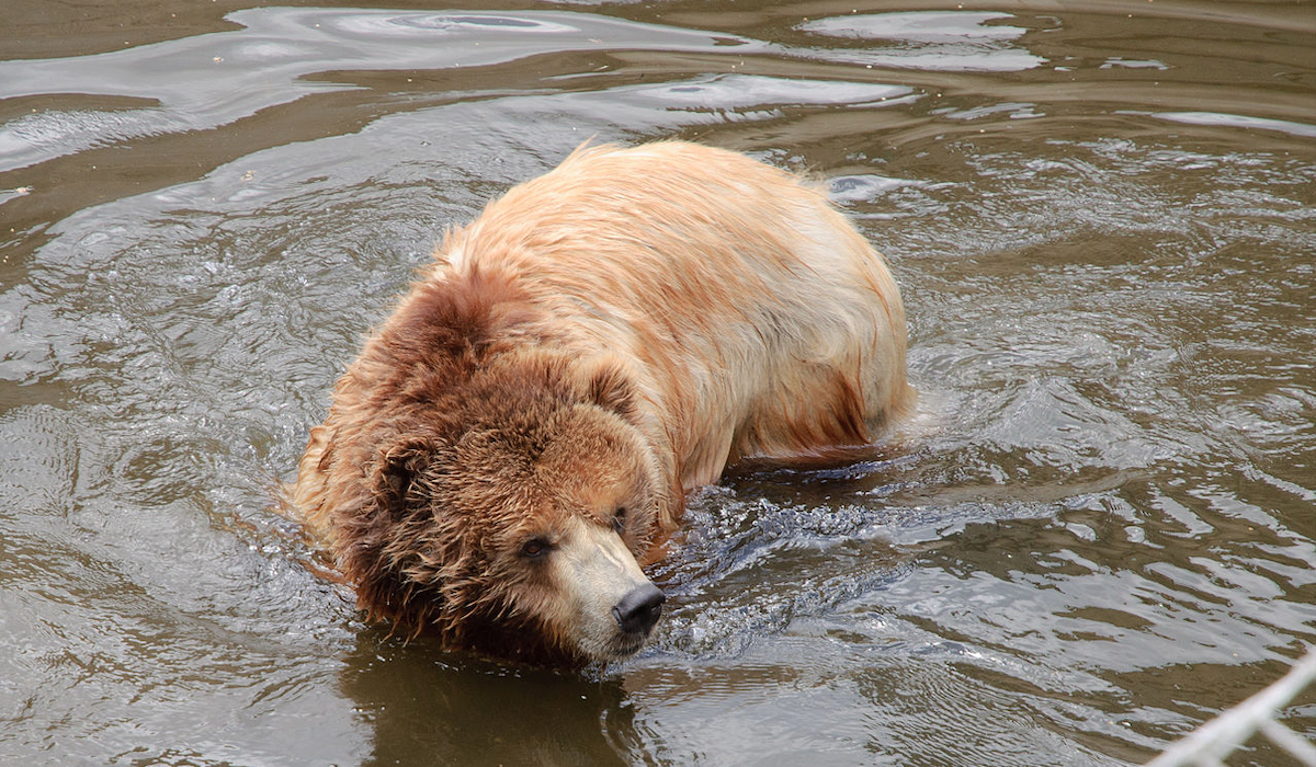 Extending Grizzly Protections