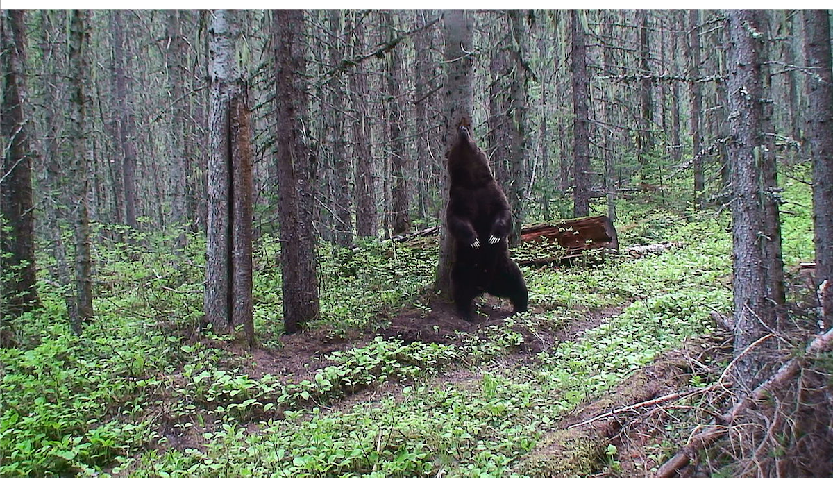 Extending Grizzly Protections