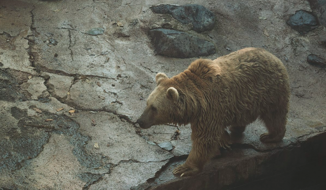 USFWS Now Supports Extending Grizzly Protections