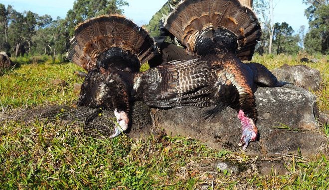 Home On The Range #019: Tropical Turkey Hunting