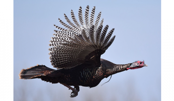 National Wild Turkey Federation (NWTF) Record Form Now Digital