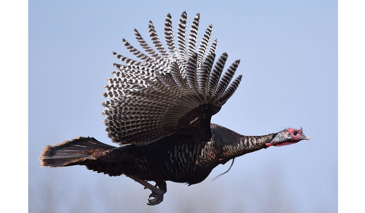 National Wild Turkey Federation (NWTF) Record Form Now Digital National Wild Turkey Federation (NWTF) Record Form Now Digital