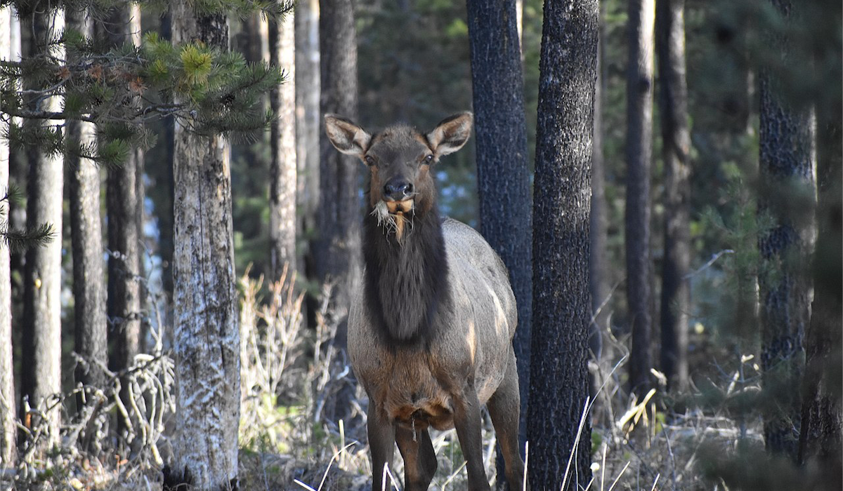 Rocky Mountain Elk Foundation Raises