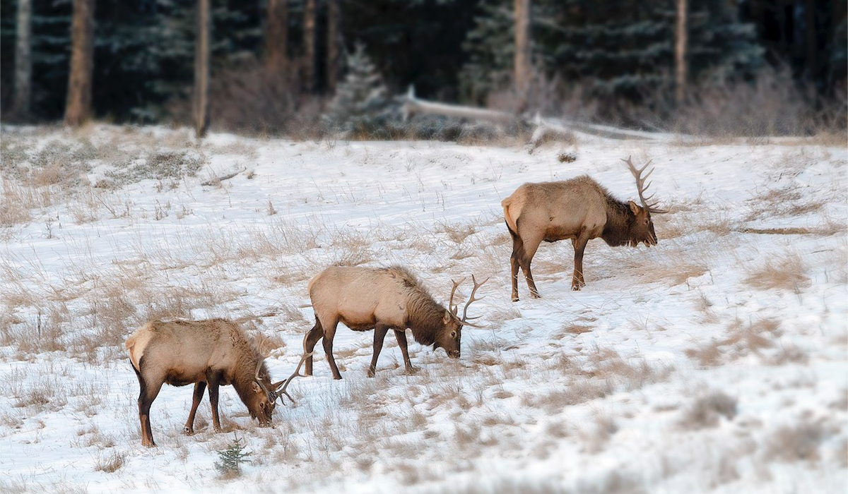 Rocky Mountain Elk Foundation Raises