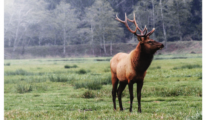 Rocky Mountain Elk Foundation Volunteers Donate $24M