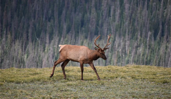 Rocky Mountain Elk Foundation Raises $1.1 Million