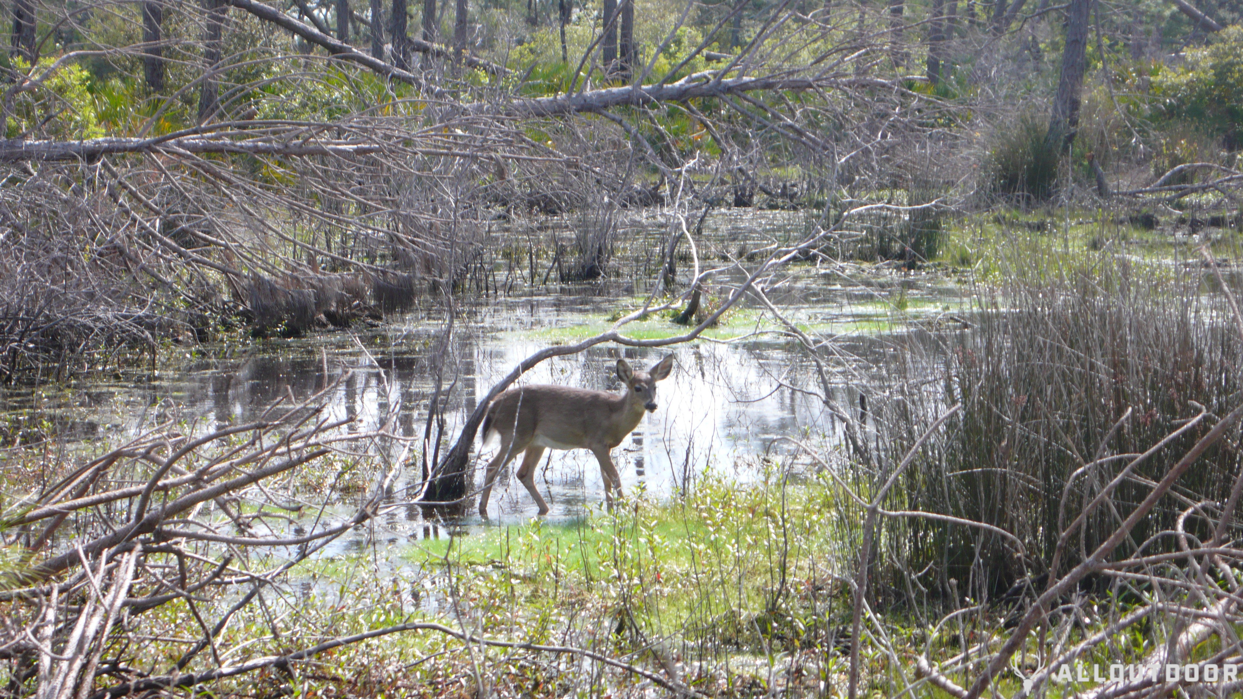 St Andrews State Park and Camp Helen State park review