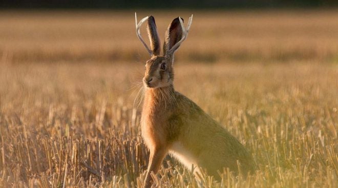 Jackalope Removed from Endangered Species List in Idaho