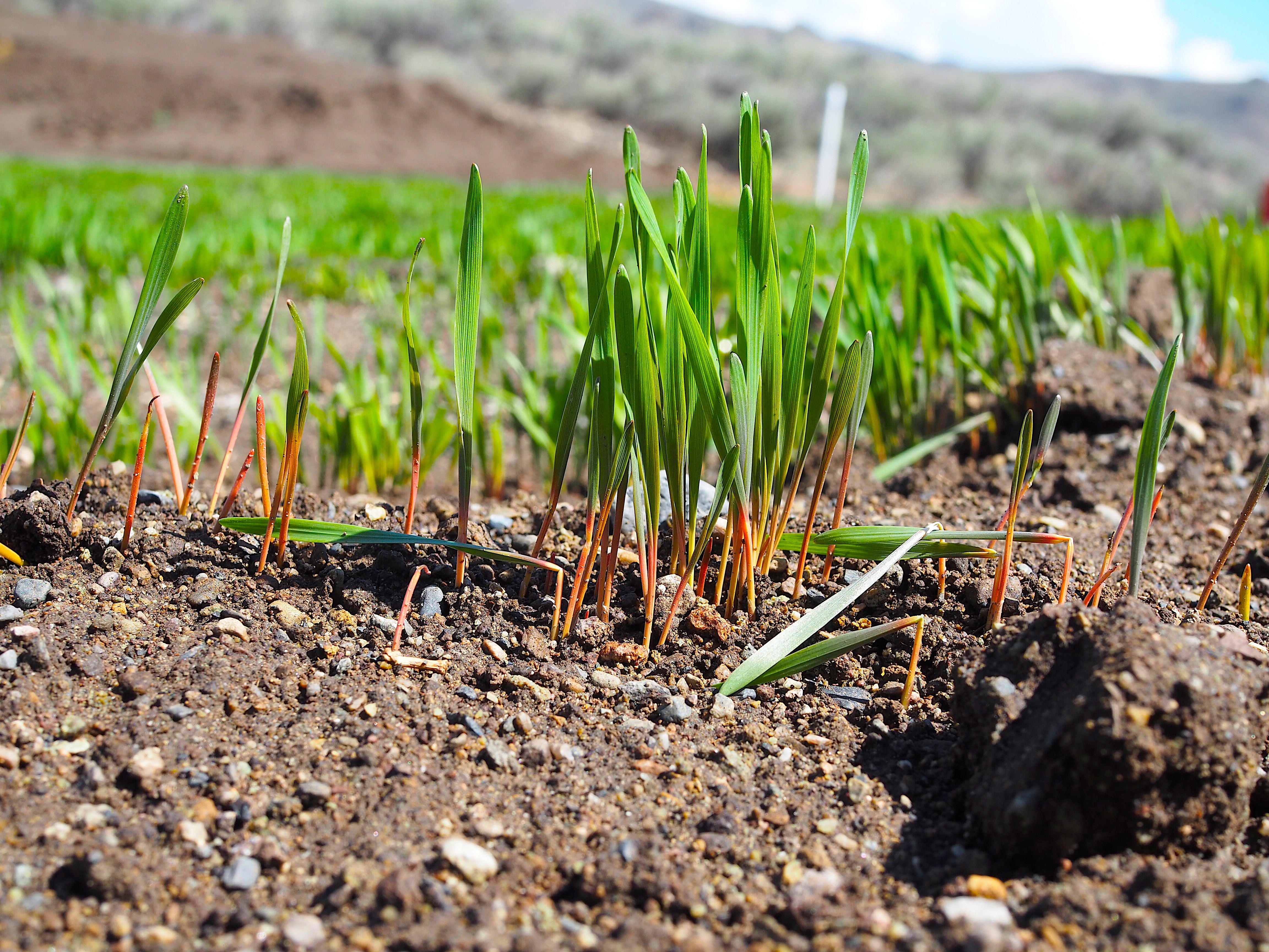 Home On The Range #021: Einkorn Wheat – An Ancient Cultivation Home On The Range #021: Einkorn Wheat – An Ancient Cultivation
