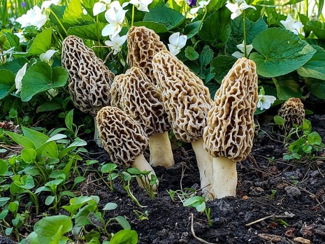 Foraging For Morels – The Hidden Prize of the Forest