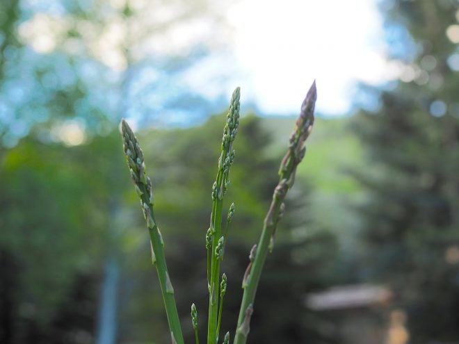Foraging for Wild Asparagus – Skip the Grocery Store Lines