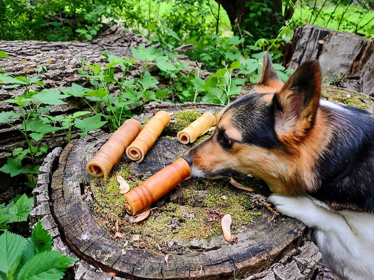 Atlanta farm hounds