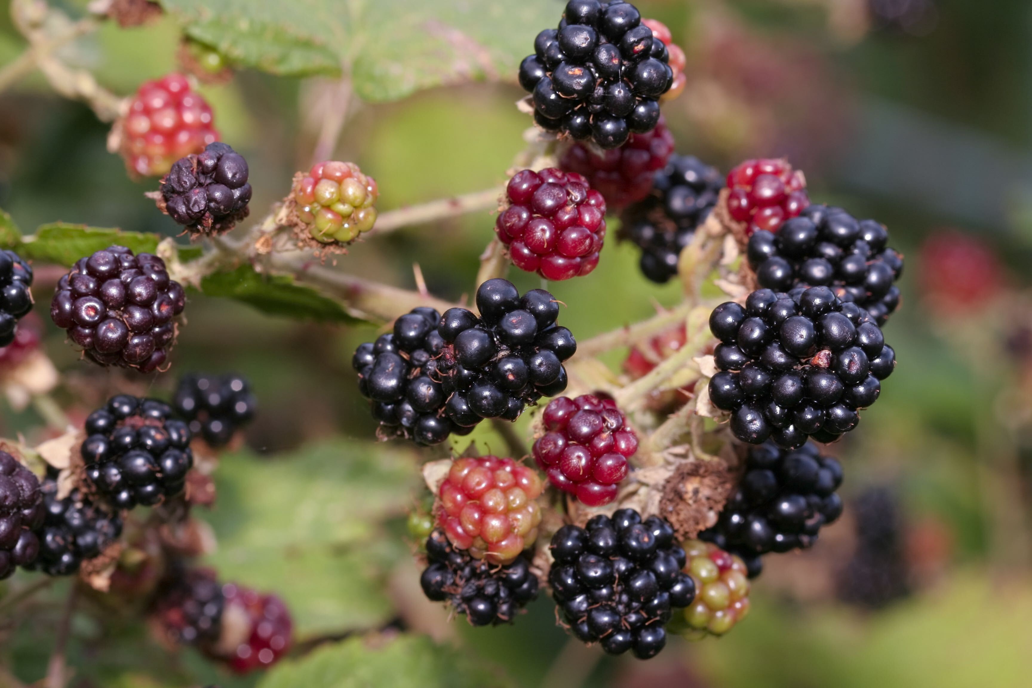 Wild Raspberries identification, harvest and eating