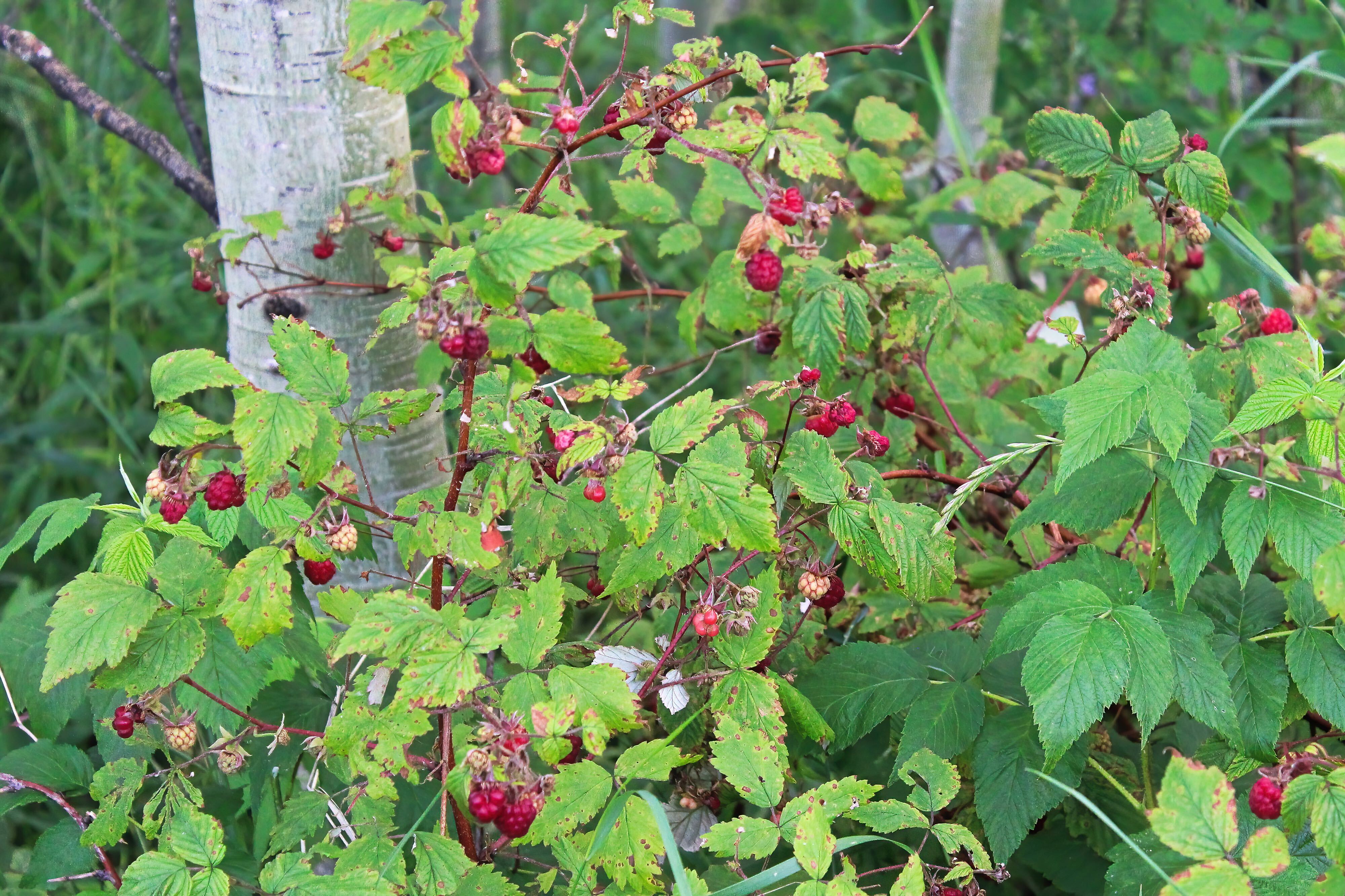 wild raspberries, identification