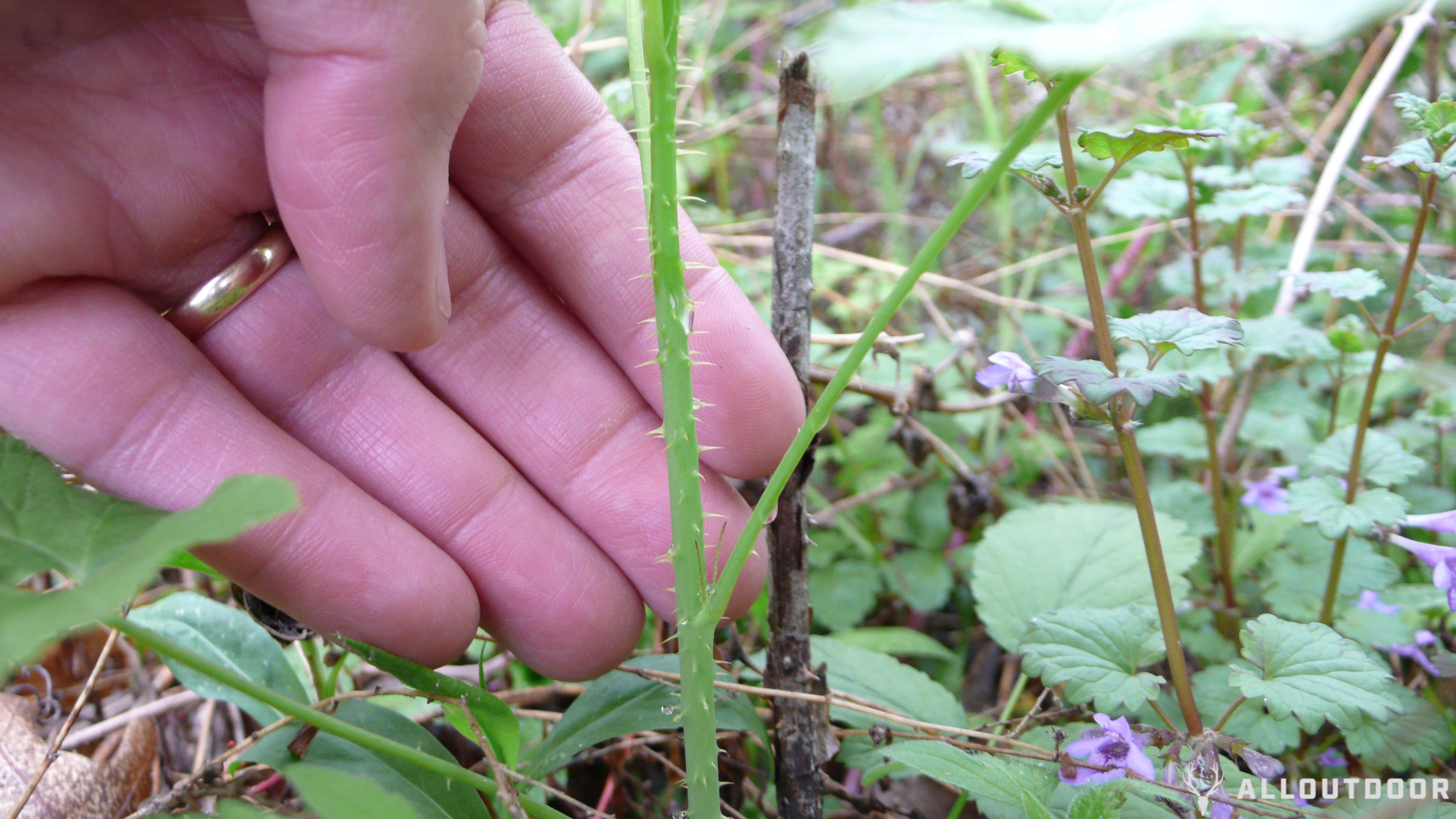 wild raspberries