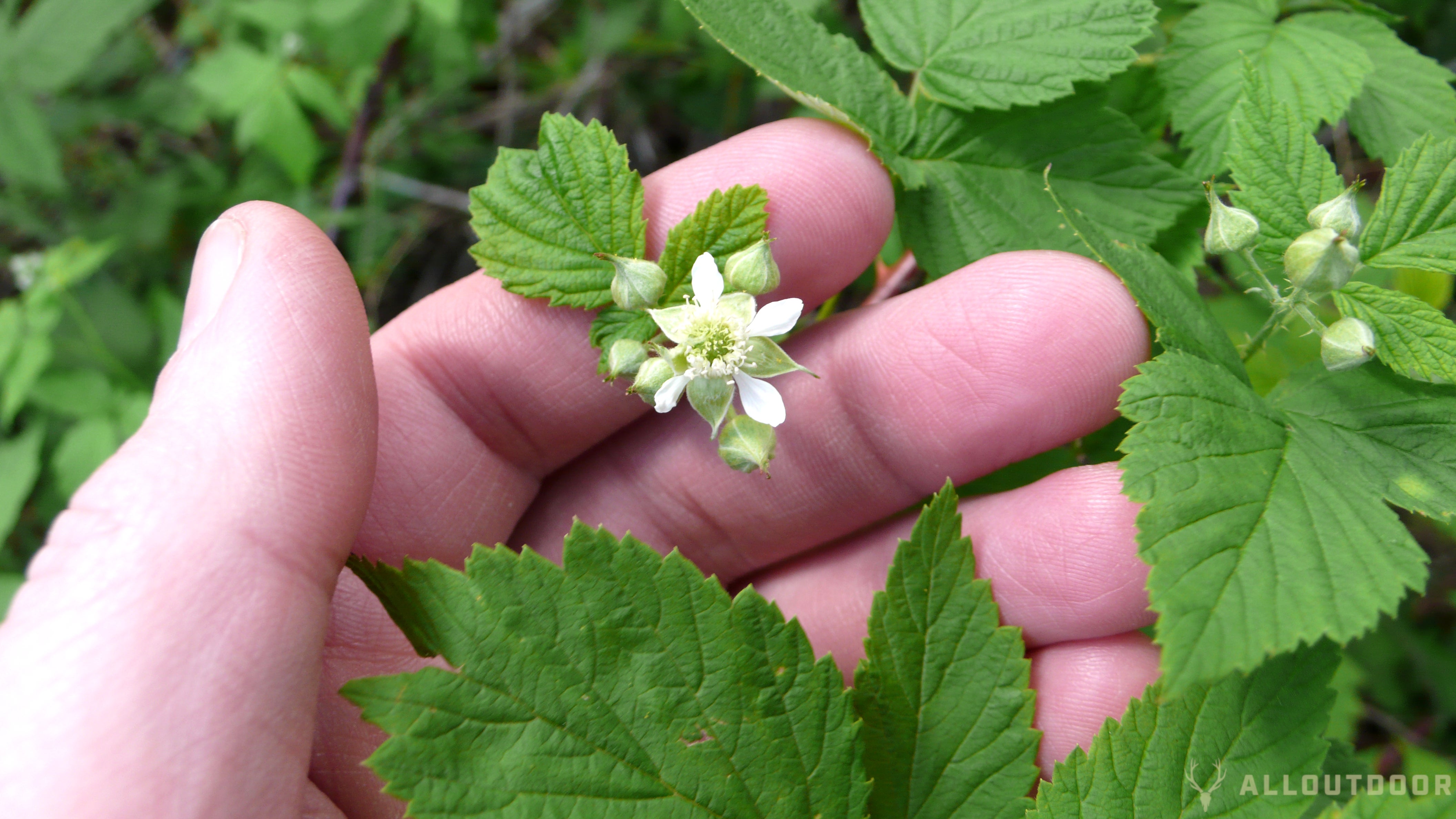 Identifying Wild Raspberries