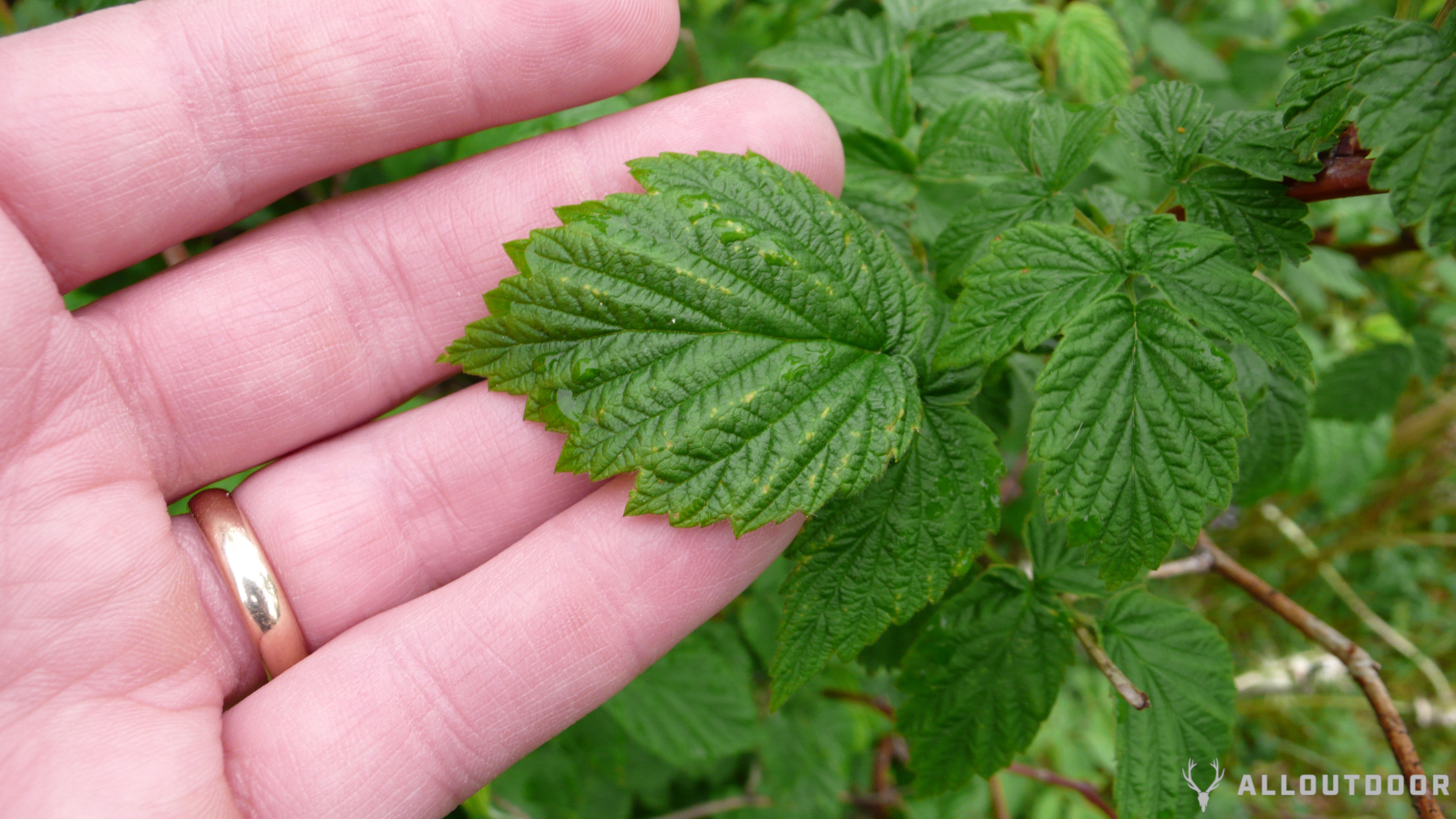 Wild Raspberries