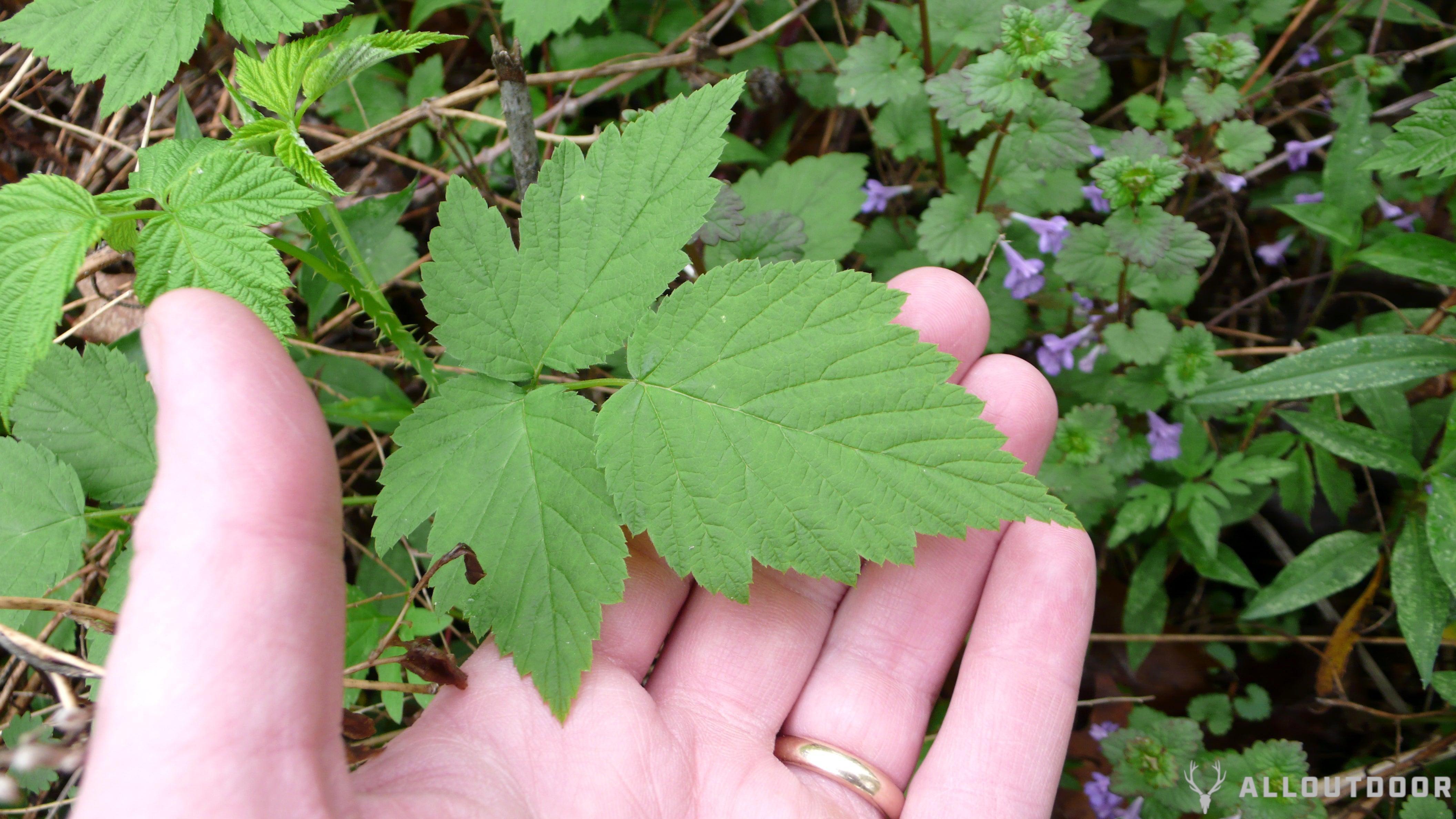 wild raspberries- raspberry leaves