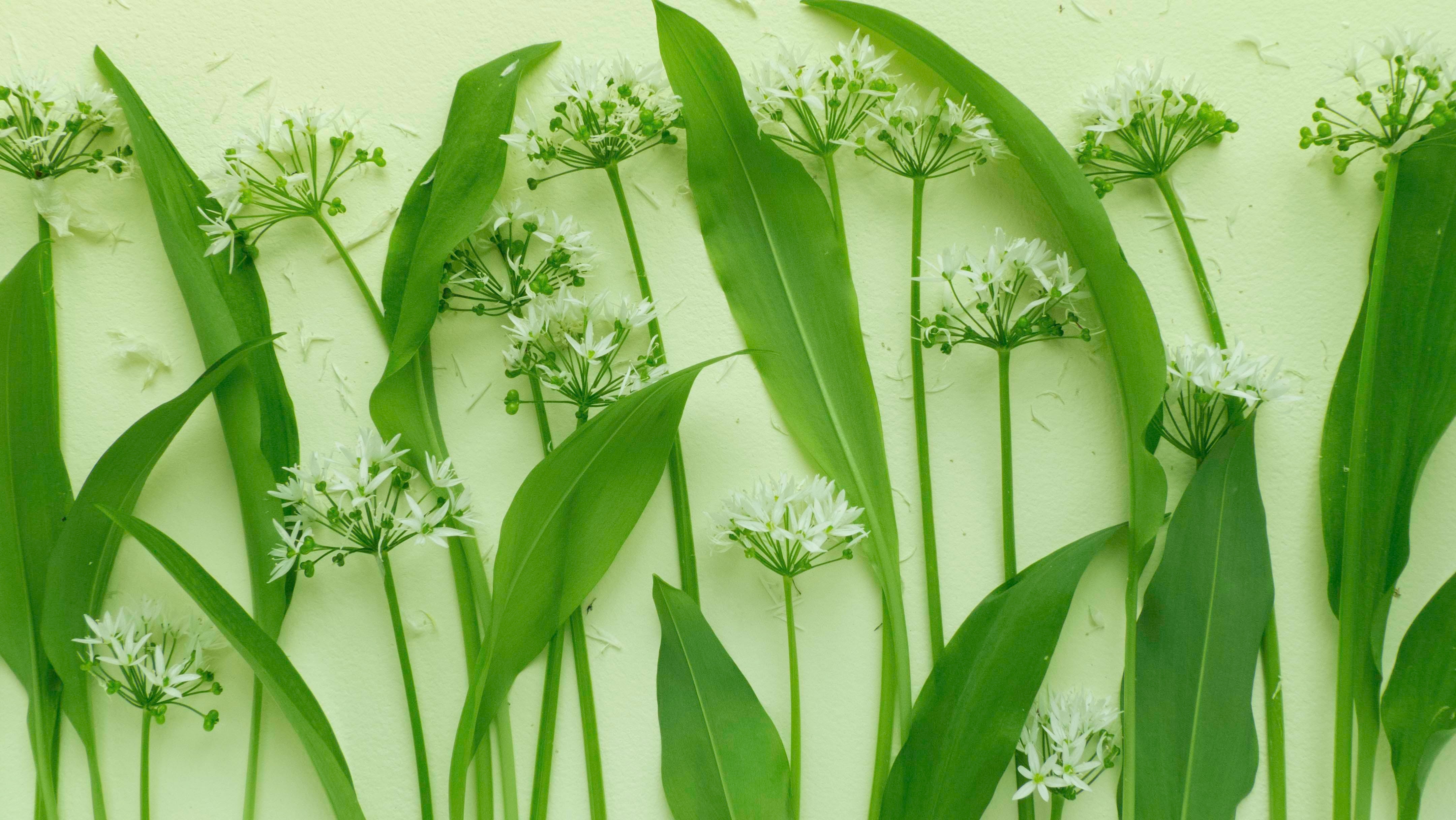 The Nose Knows! A Guide to Harvesting/Identifying Wild Onion & Garlic The Nose Knows! A Guide to Harvesting/Identifying Wild Onion & Garlic