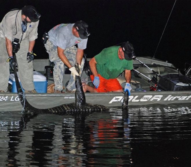 Gator Hunting? Alabama Registration for Alligator Hunting Open Now!