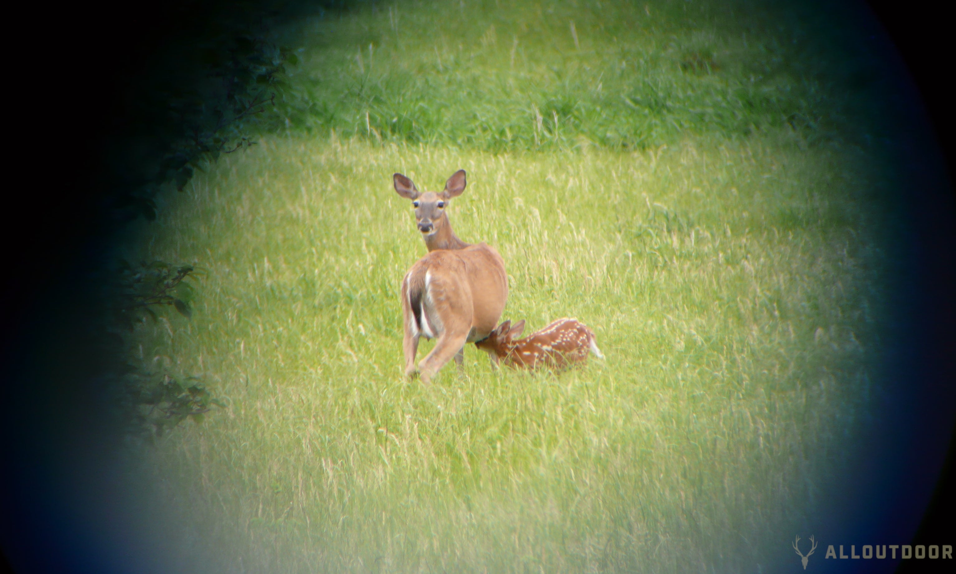 image stabilized binoculars SIG Zulu6