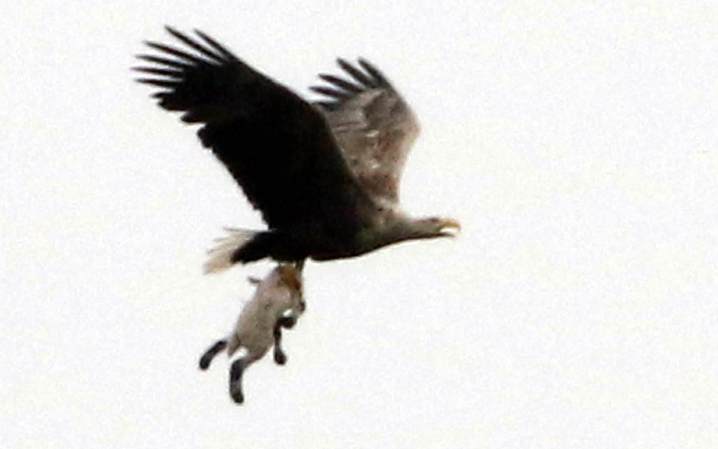 Killer Bird Attack: Bald Eagles Kill 54 Sheep in Idaho