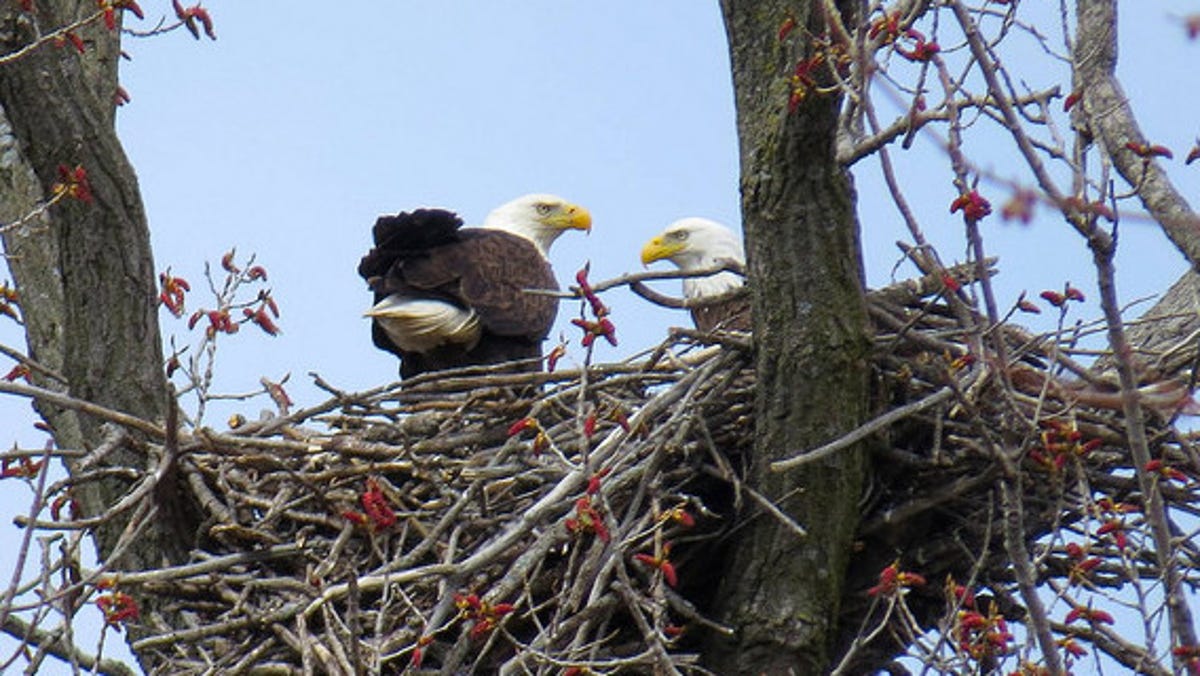 Killer Bird Attack: Bald Eagles Kill 54 Sheep in Idaho