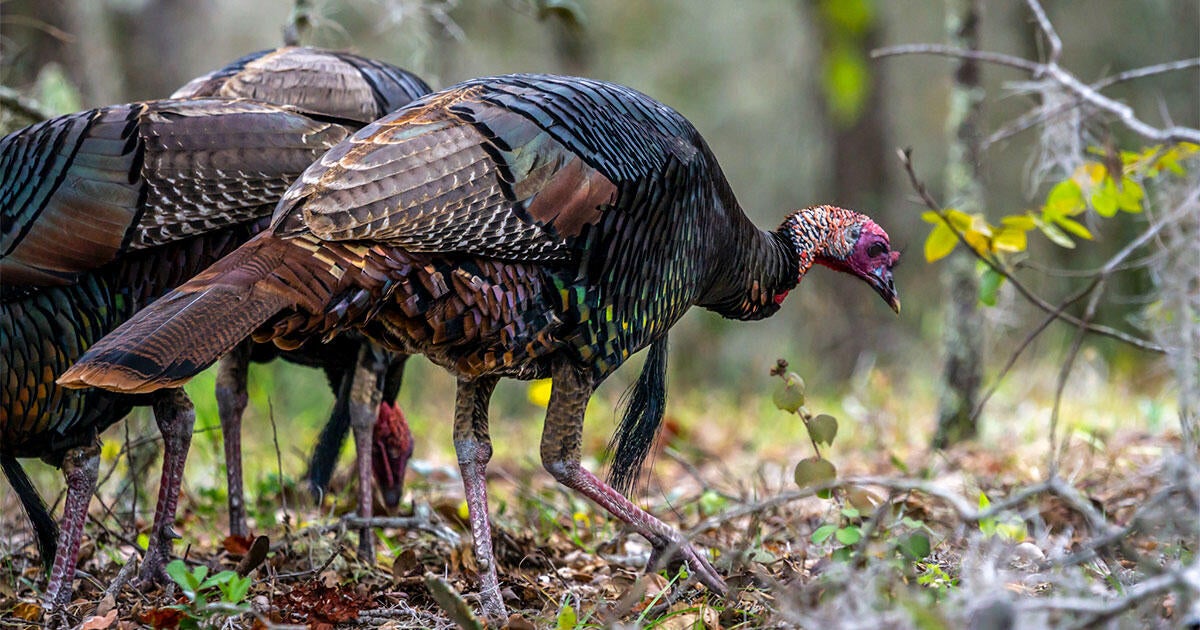 Free Plans for Wild Turkey Nesting Boxes Available Soon from QUWF Designs