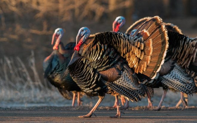 Free Plans for Wild Turkey Nesting Boxes Available Soon from QUWF Designs