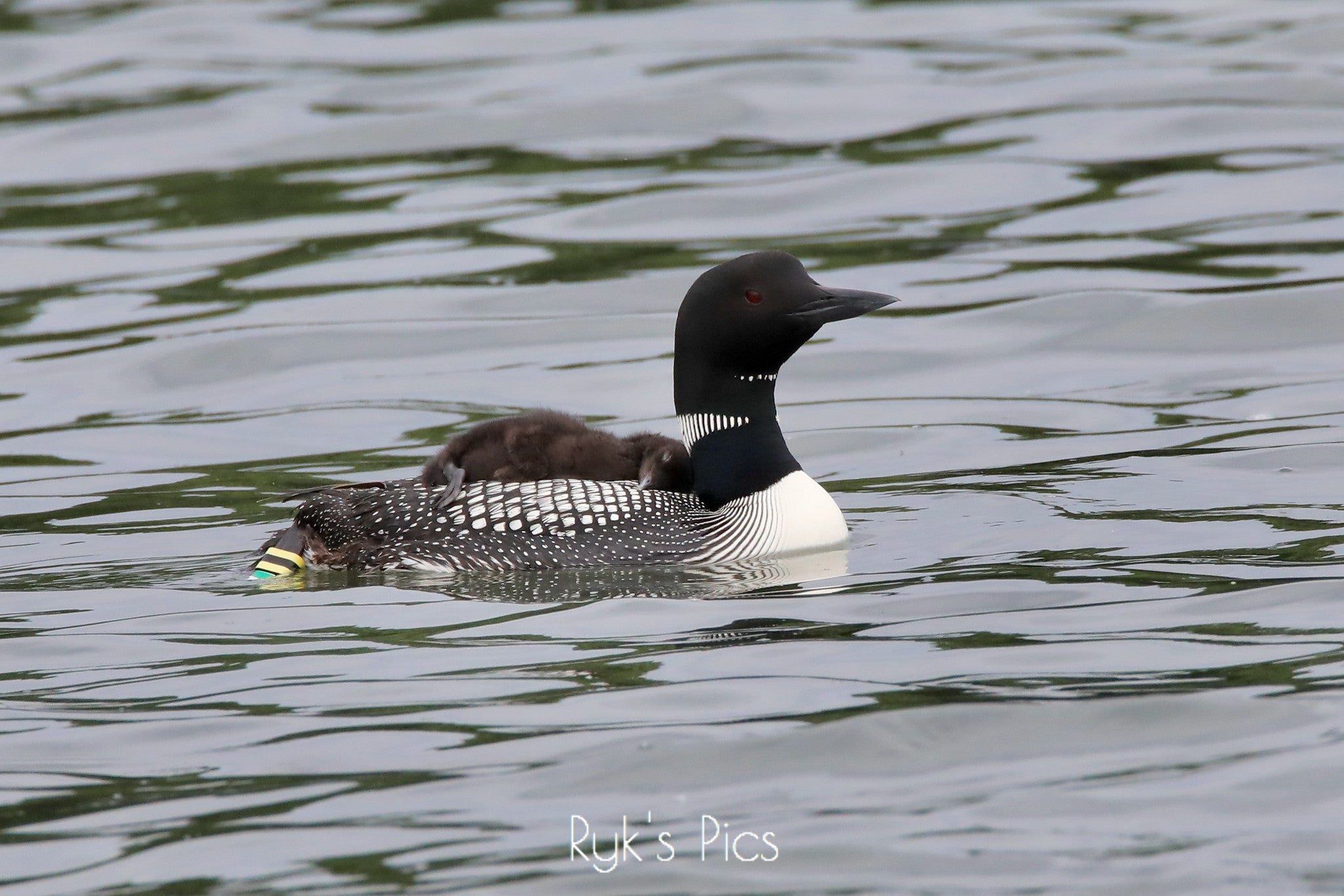 Turtle Caught Sunning Itself on the Back of a Loon