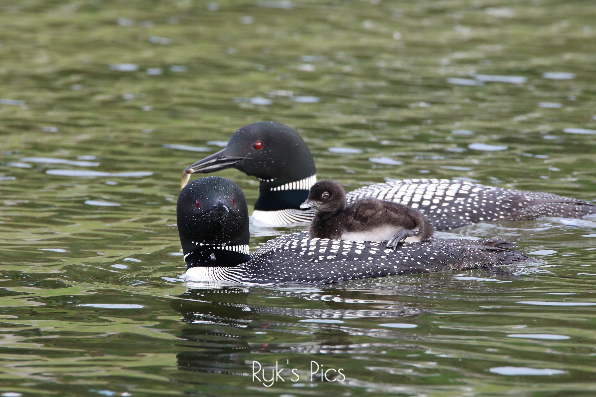 Turtle Caught Sunning Itself on the Back of a Loon
