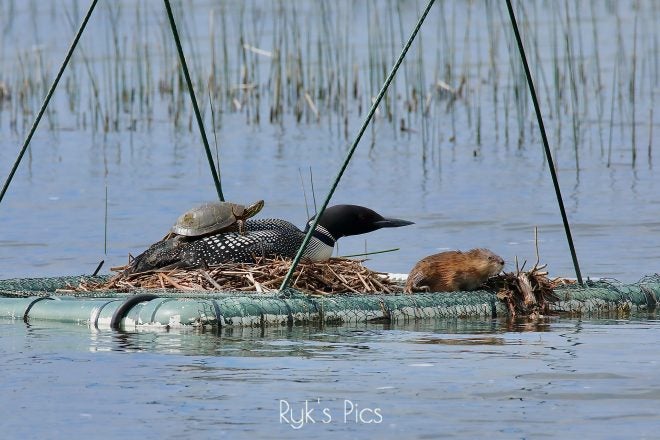 Turtle Caught Sunning Itself on the Back of a Loon