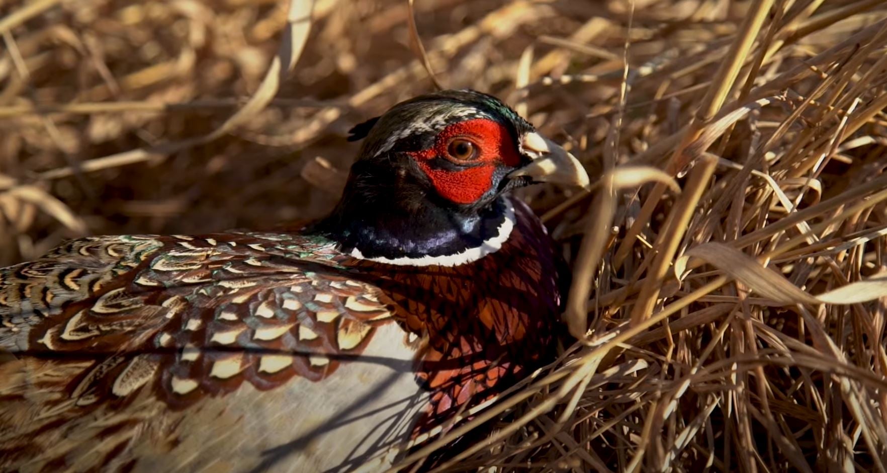 Western Minnesota Habitat Complex Expanded by Pheasants Forever and Partners