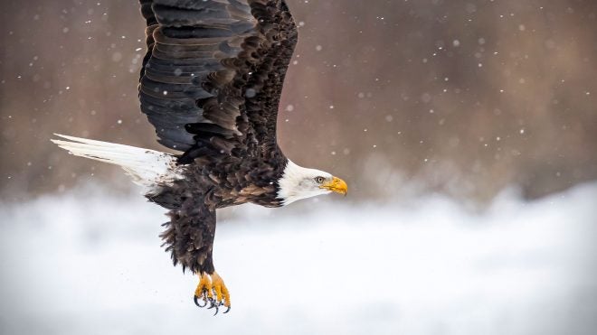 Killer Bird Attack: Bald Eagles Kill 54 Sheep in Idaho