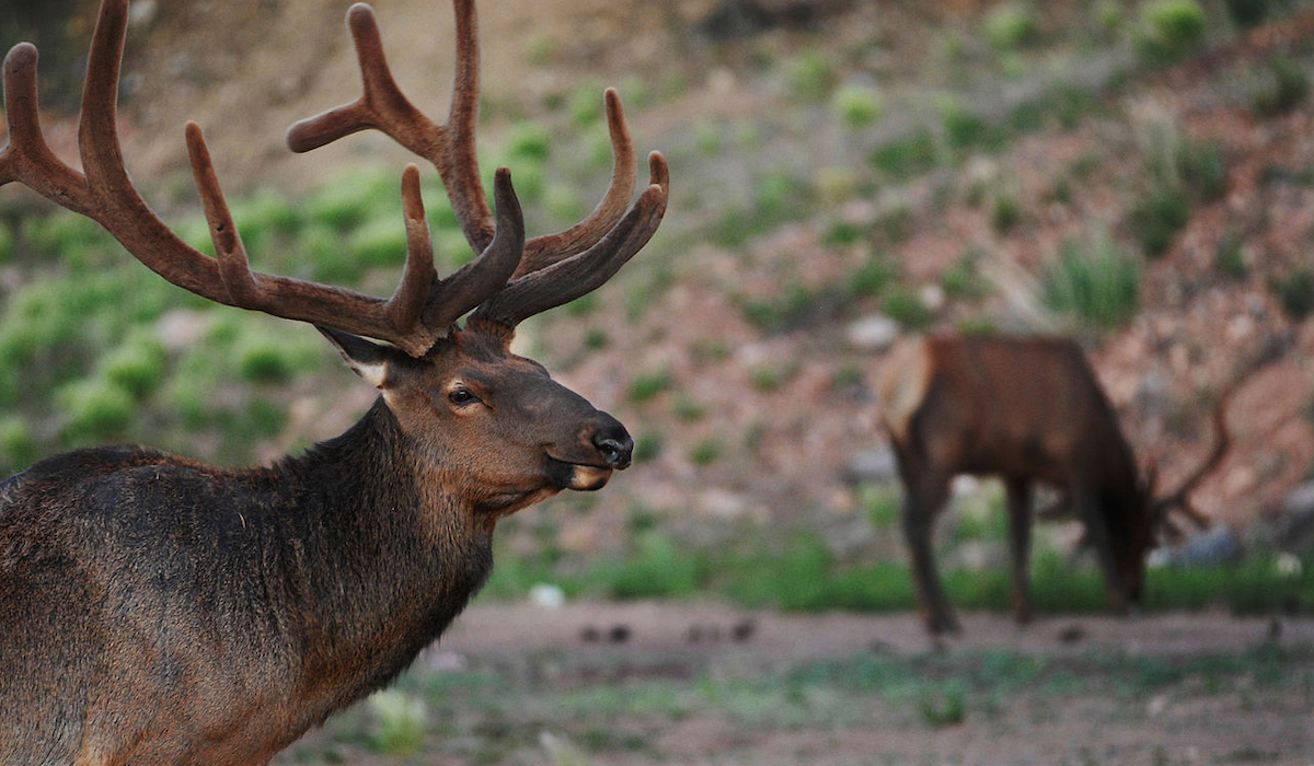 Colorado Elk