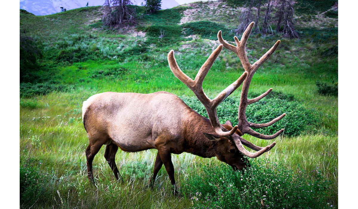 Oregon Elk Habitat