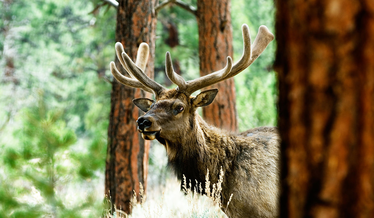 Oregon Elk Habitat