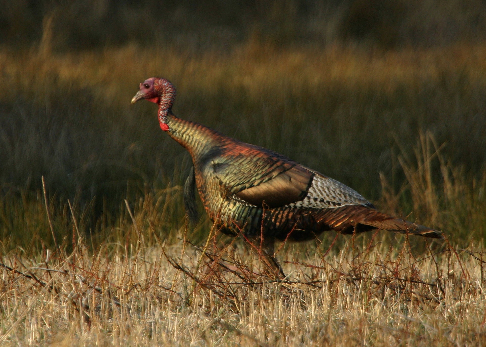 Come September Hunting Season Wildlife Management Area