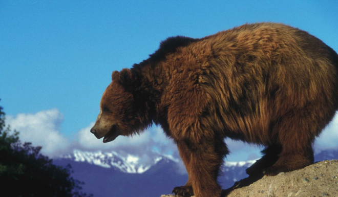 Wyoming To Petition For Delisting of Grizzly Bears