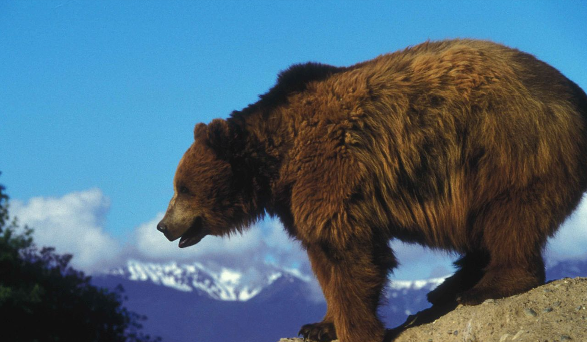 Wyoming To Petition For Delisting of Grizzly Bears Wyoming To Petition For Delisting of Grizzly Bears