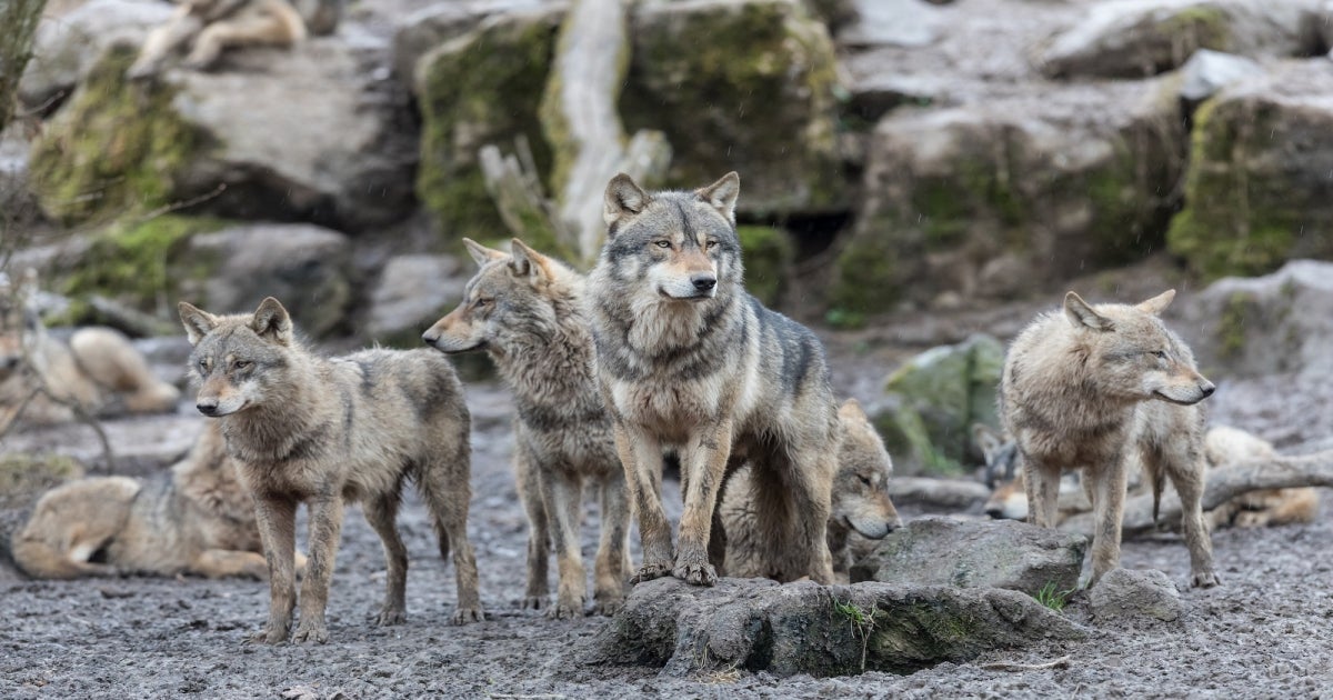Idaho Offers to Pay Hunters Up to $2,500 to Cull Wolf Population Idaho Offers to Pay Hunters Up to $2,500 to Cull Wolf Population